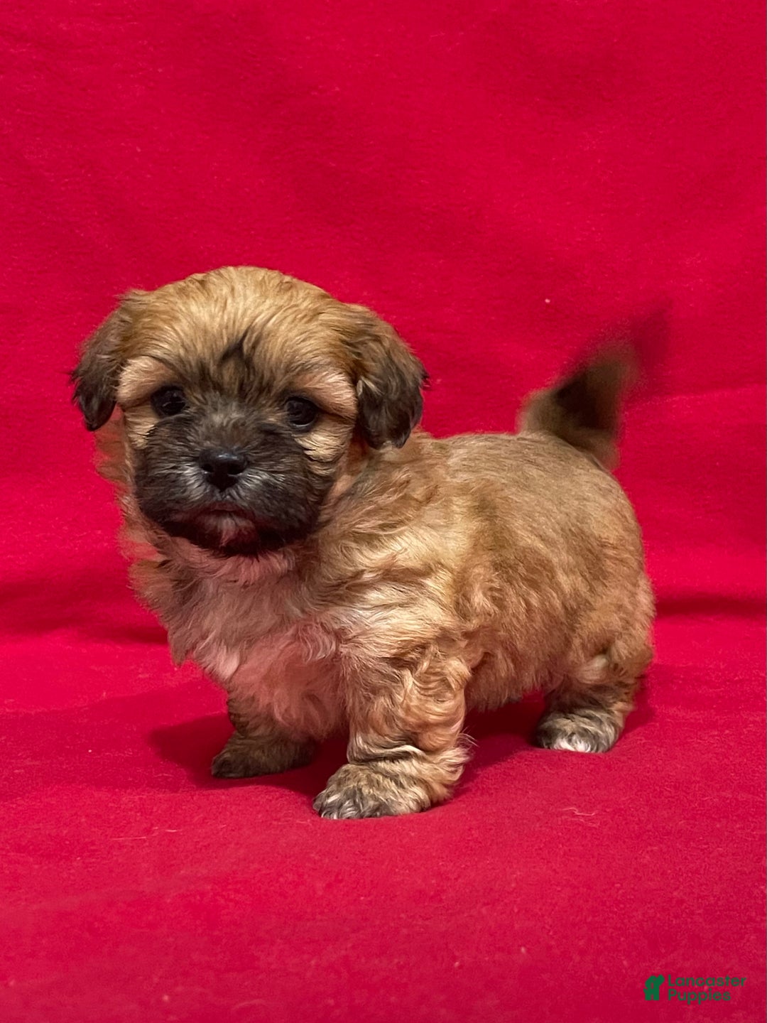 Teddy Bear dogs for sale: Luke - Ad 3
