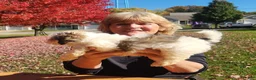 Havanese dogs for sale: Max - Ad 3