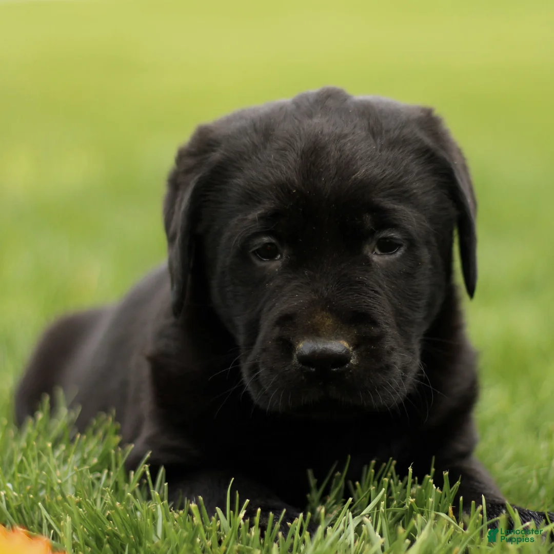 Labrador Retriever dogs for sale: Hamlin  - Ad 1