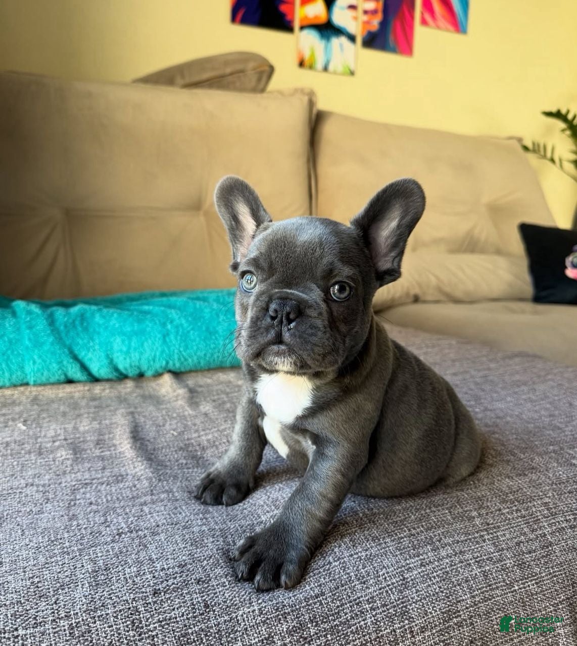 French Bulldog dogs Teddy - Ad 18