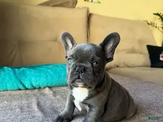 French Bulldog dogs Teddy - Ad 18