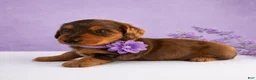 Miniature Dachshund dogs for sale: Tod - Ad 1