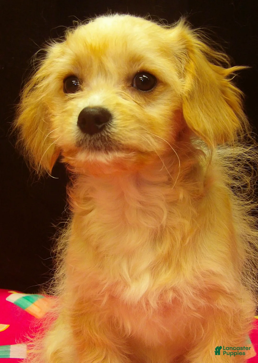 Cavachon dogs for sale: Shyla - Ad 10