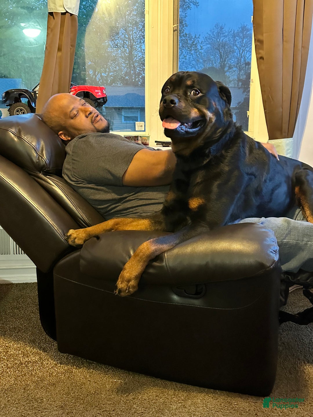 Rottweiler dogs for sale: Orange girl  - Ad 4