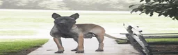 Belgian Malinois dogs for sale: Miles - Ad 6