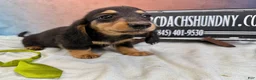 Miniature Dachshund dogs for sale: Champion Cappuccino boy - Ad 4
