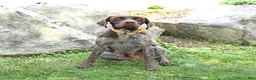 German Shorthaired Pointer dogs for sale: Rifle - Ad 4