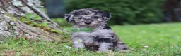 Miniature Poodle dogs for sale: Dustin - Ad 4
