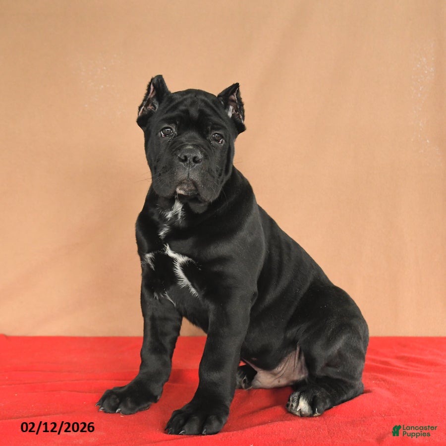 Cane Corso dogs Monty - Ad 5