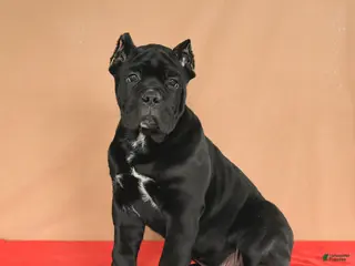 Cane Corso dogs Monty - Ad 4