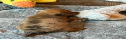 Dachshund dogs for sale: Dachshund 3 - Ad 3