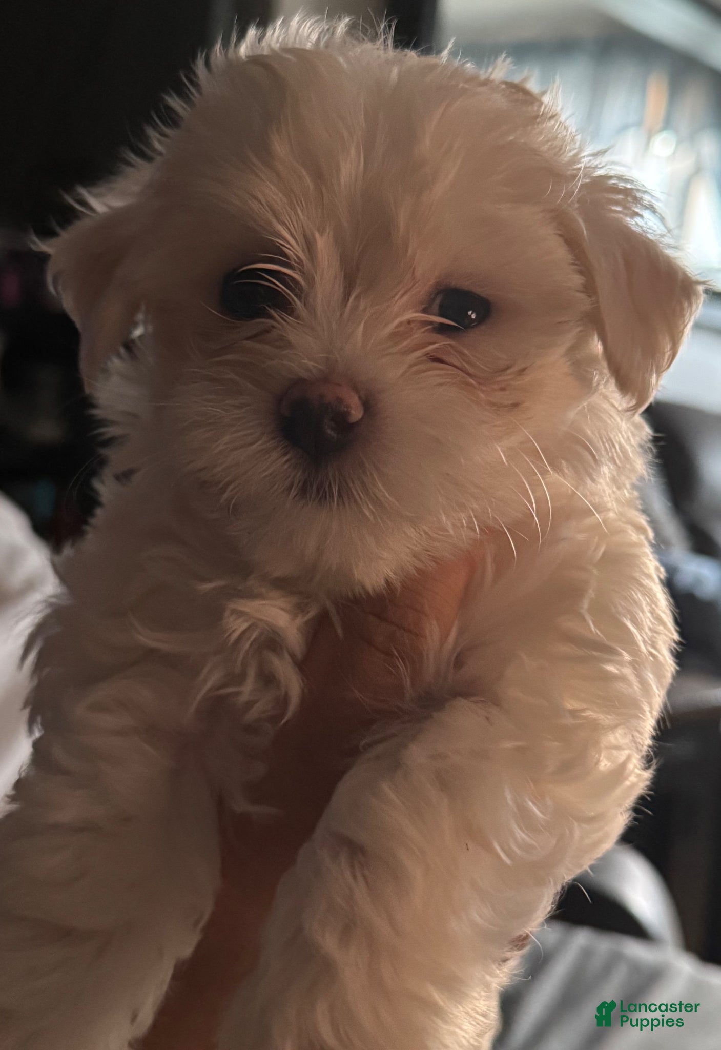 Maltese dogs for sale: Sawyer - Ad 2