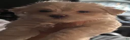 Maltese dogs for sale: Sawyer - Ad 1