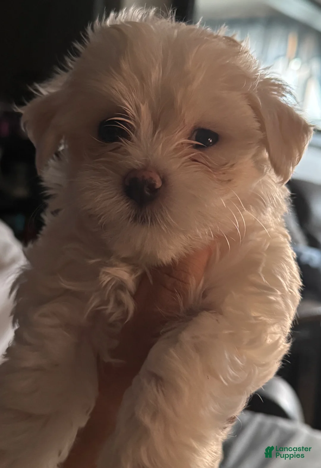 Maltese dogs for sale: Sawyer - Ad 1