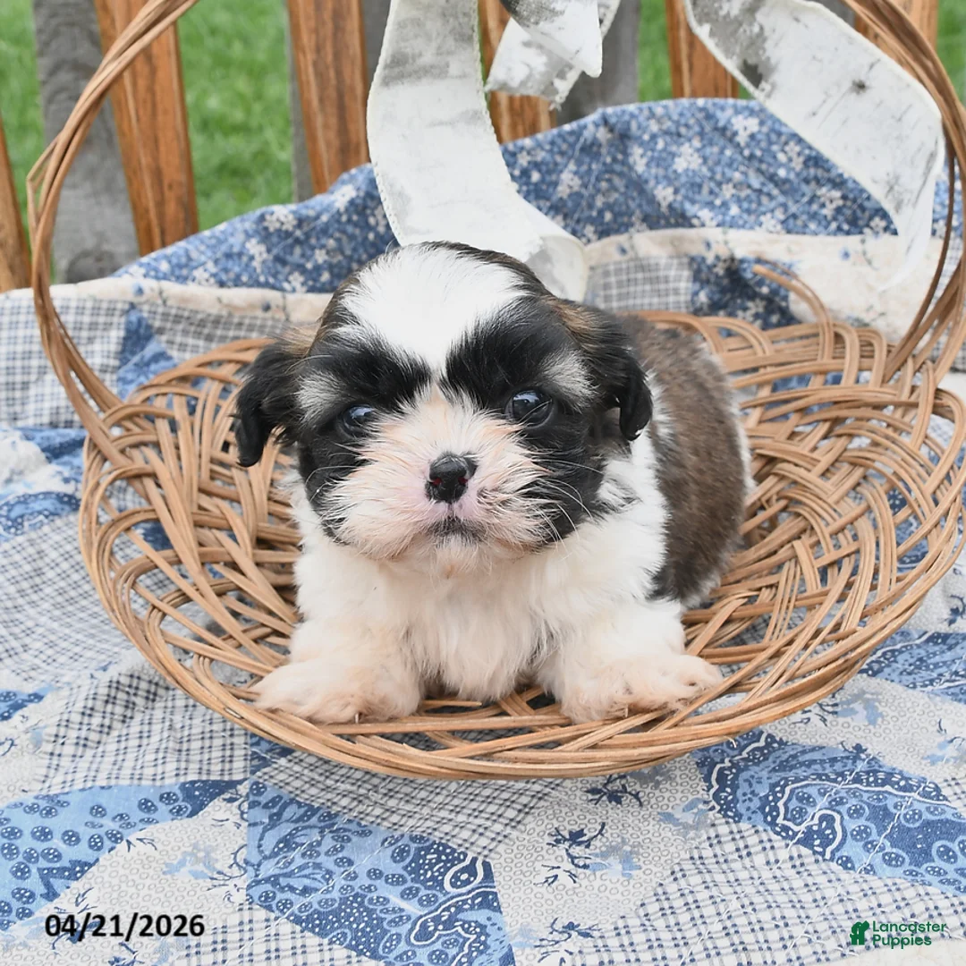 Teddy Bear dogs for sale: Truffles - Ad 2