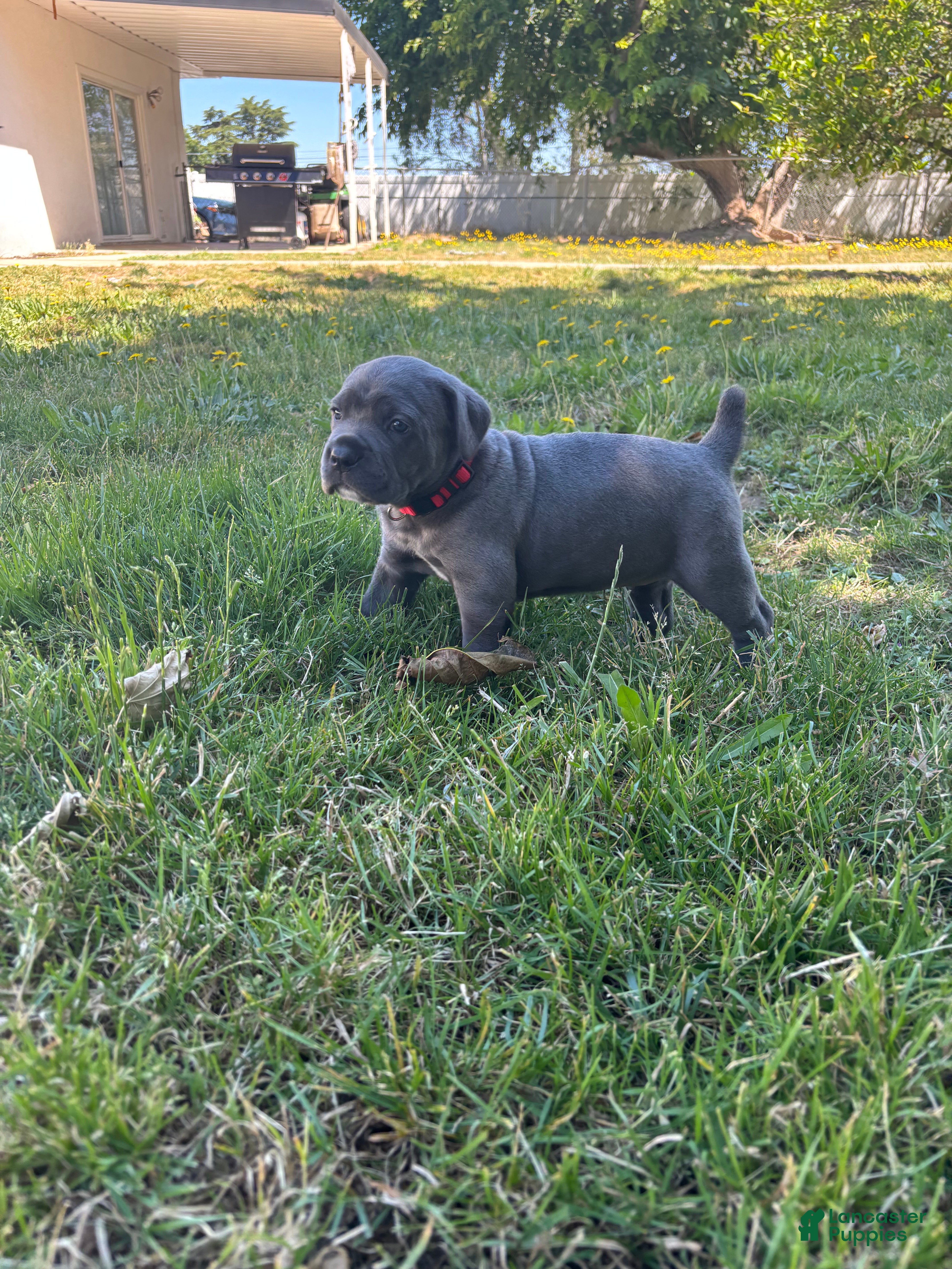 Cane Corso dogs Red  - Ad 2