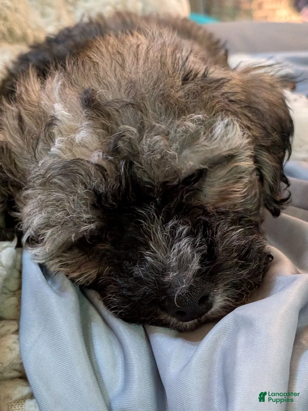 Maltipoo dogs for sale: Pepper  - Ad 2