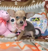 Chihuahua dogs Marty McFly (mini) - Ad 27