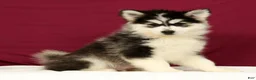 Pomsky dogs for sale: Orlando - Ad 2