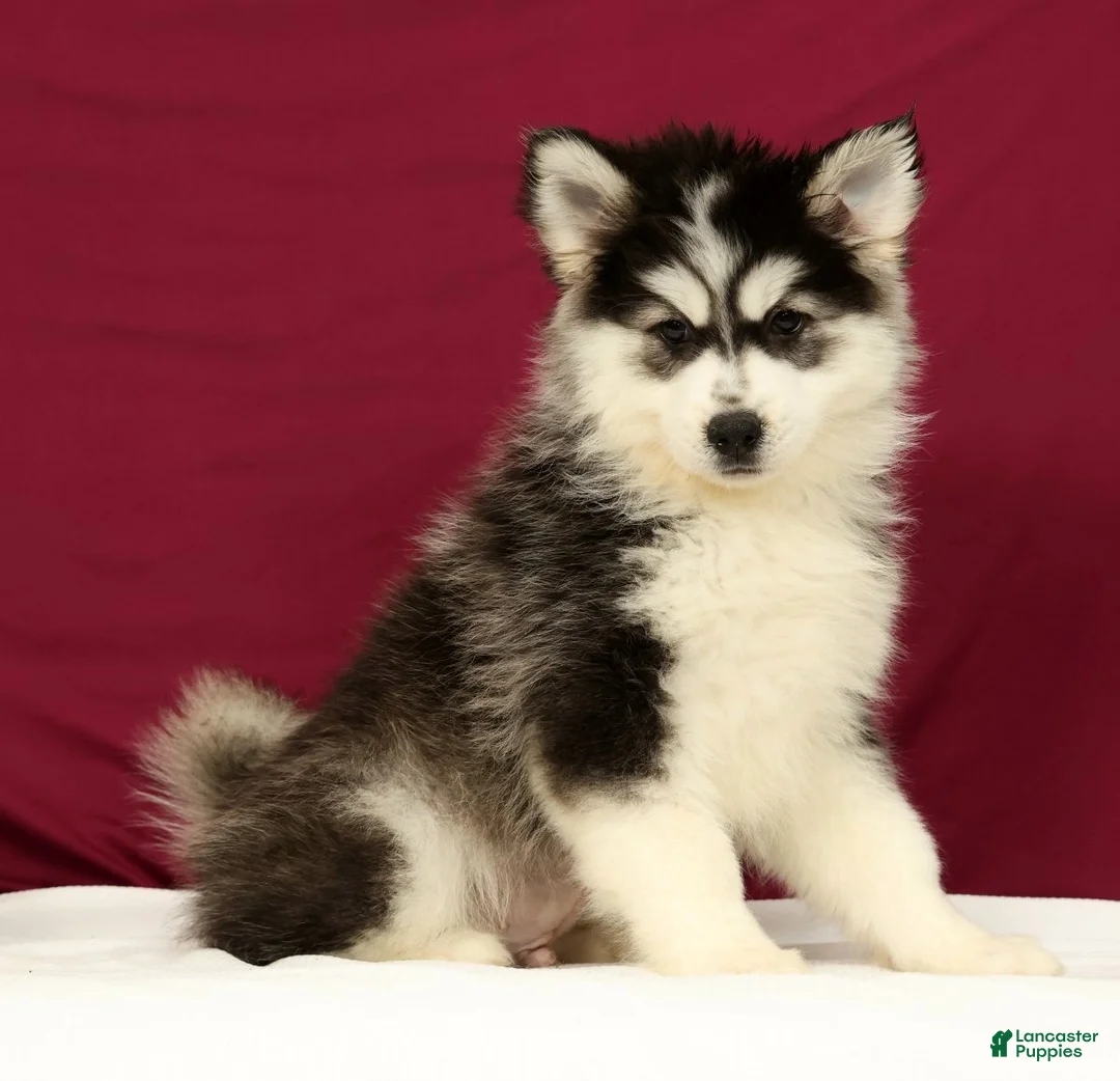 Pomsky dogs for sale: Orlando - Ad 2