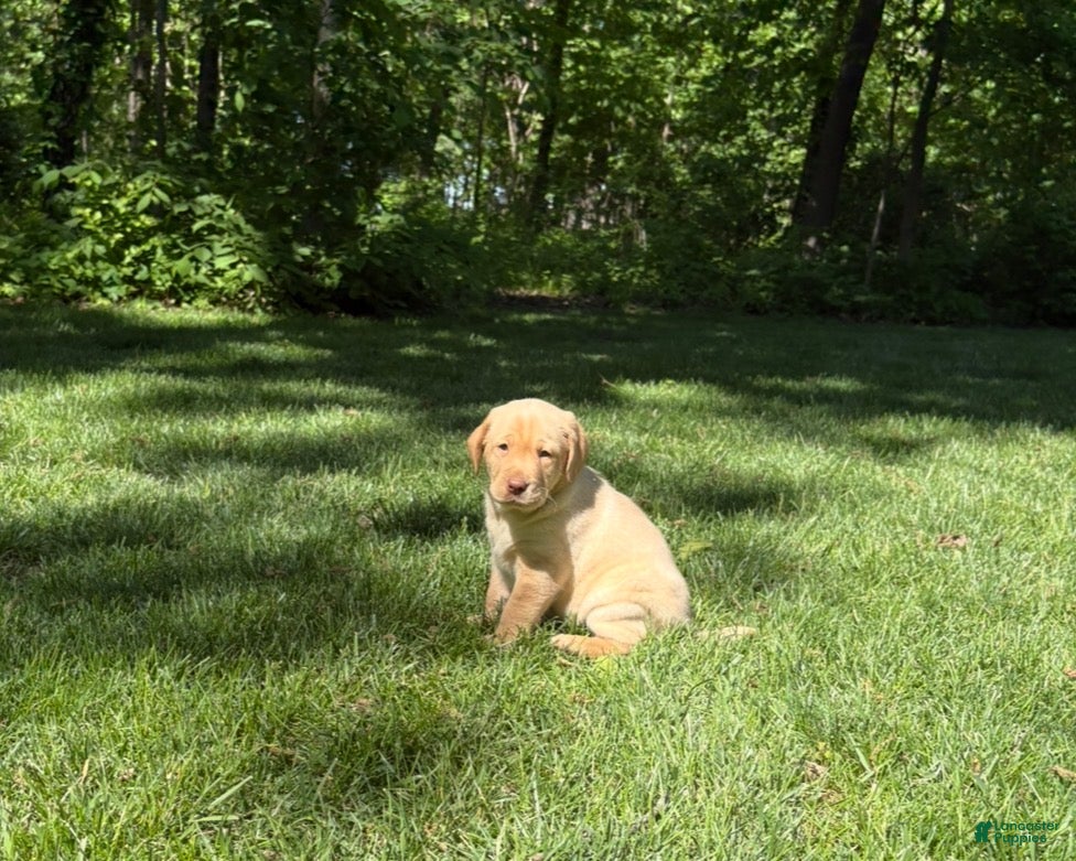 Labrador Retriever dogs Sadie - Ad 1