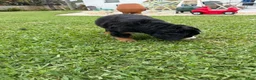 Bernese Mountain Dog dogs for sale: Bernese Mountain Dog 1 - Ad 23