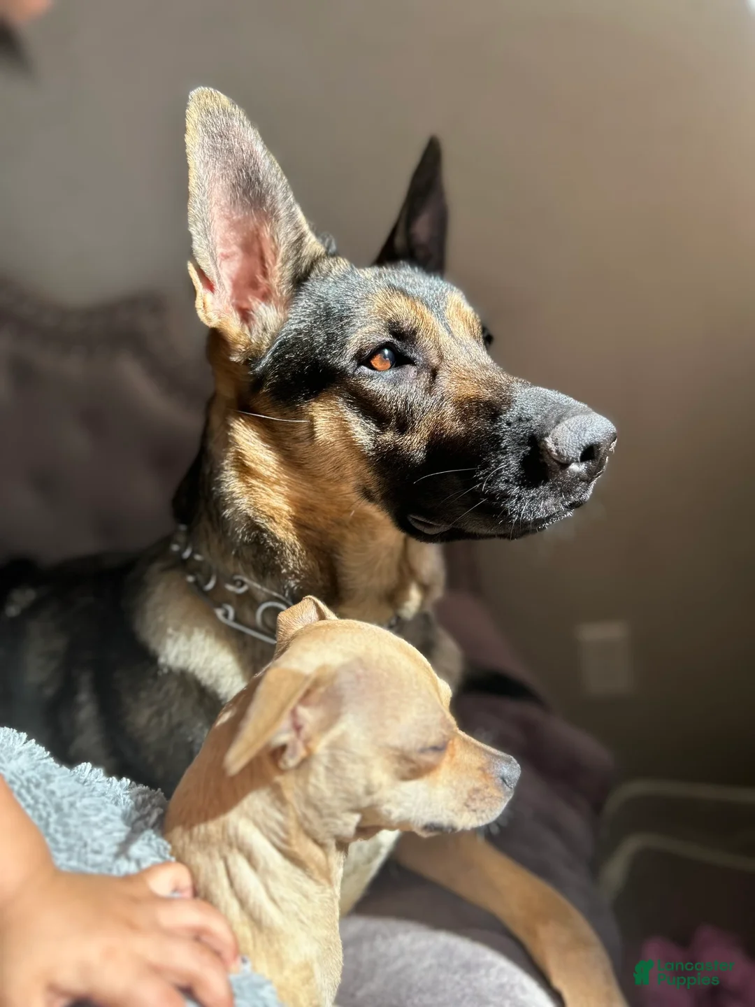 Gallery Image {{count}}