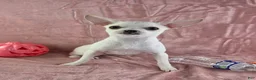 Chihuahua dogs for sale: Milly - Ad 3