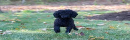 Mixed Breed dogs for sale: Zuma - Ad 6