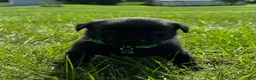 Labrador Retriever dogs for sale: scout - Ad 11