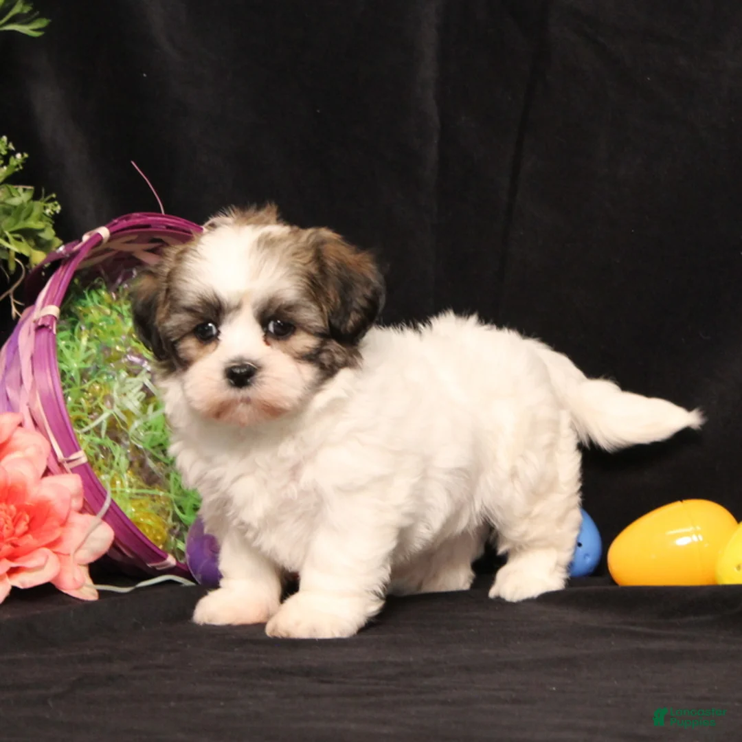 Teddy Bear dogs for sale: Ivy - Ad 1