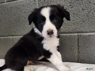 Border Collie dogs Border Collie - Rex - Ad 39