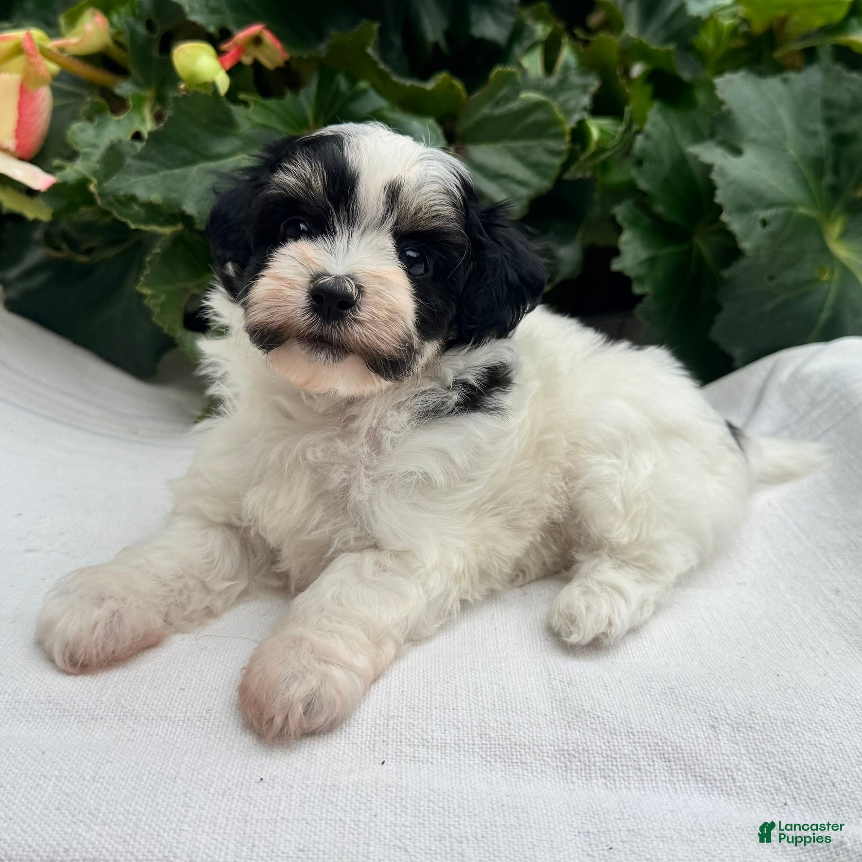 Havapoo dogs Betsy - Ad 2