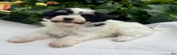 Havapoo dogs for sale: Betsy - Ad 2