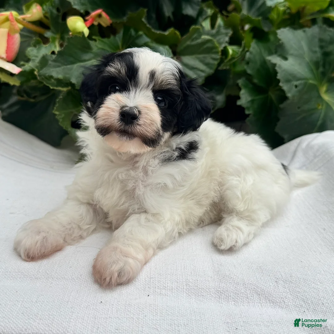 Havapoo dogs for sale: Betsy - Ad 2