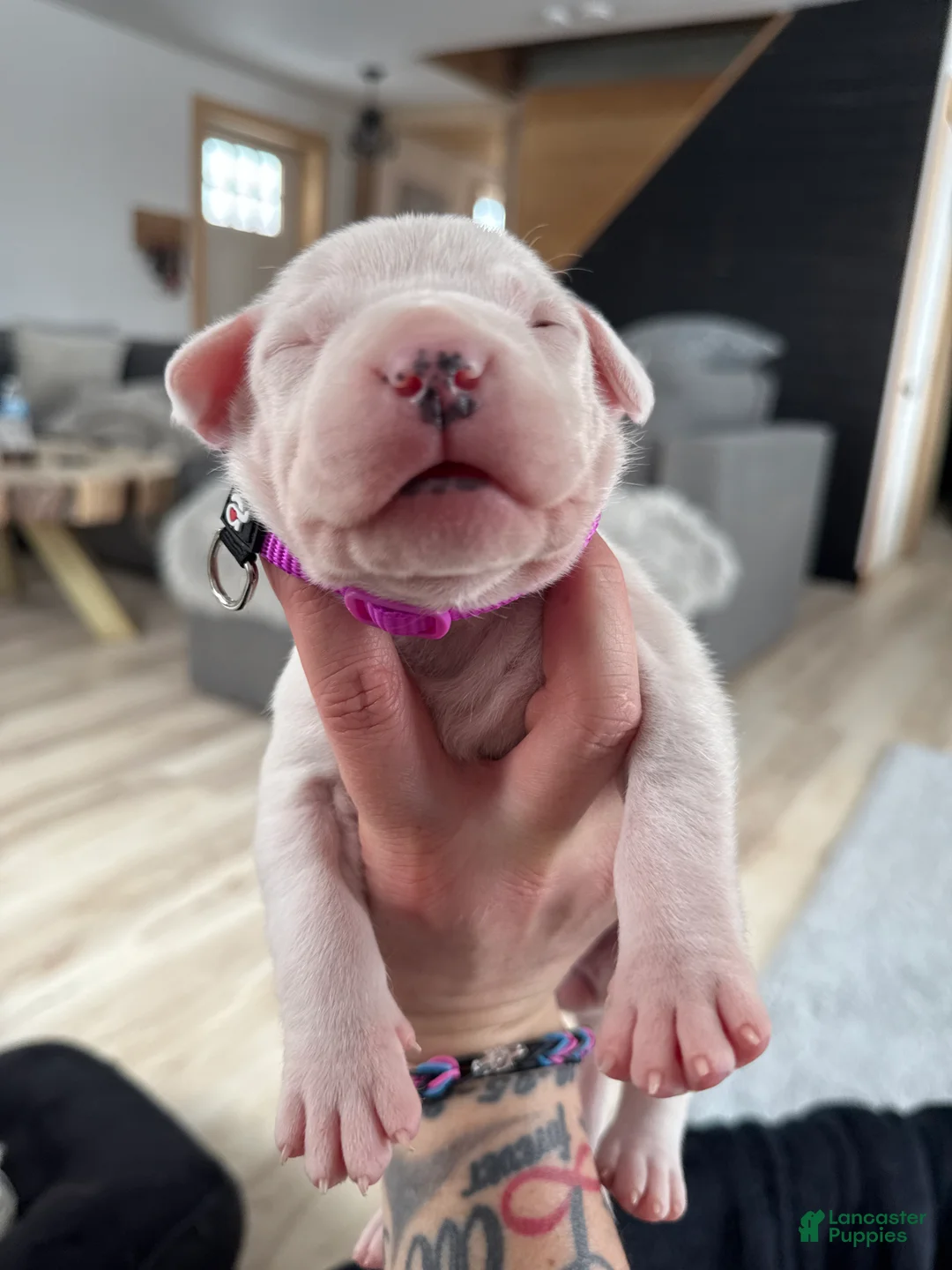 Dogo Argentino dogs for sale: Pick of litter female  - Ad 1