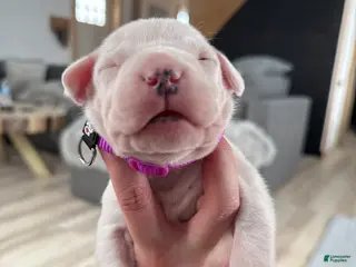 Dogo Argentino dogs Pick of litter female - Ad 3