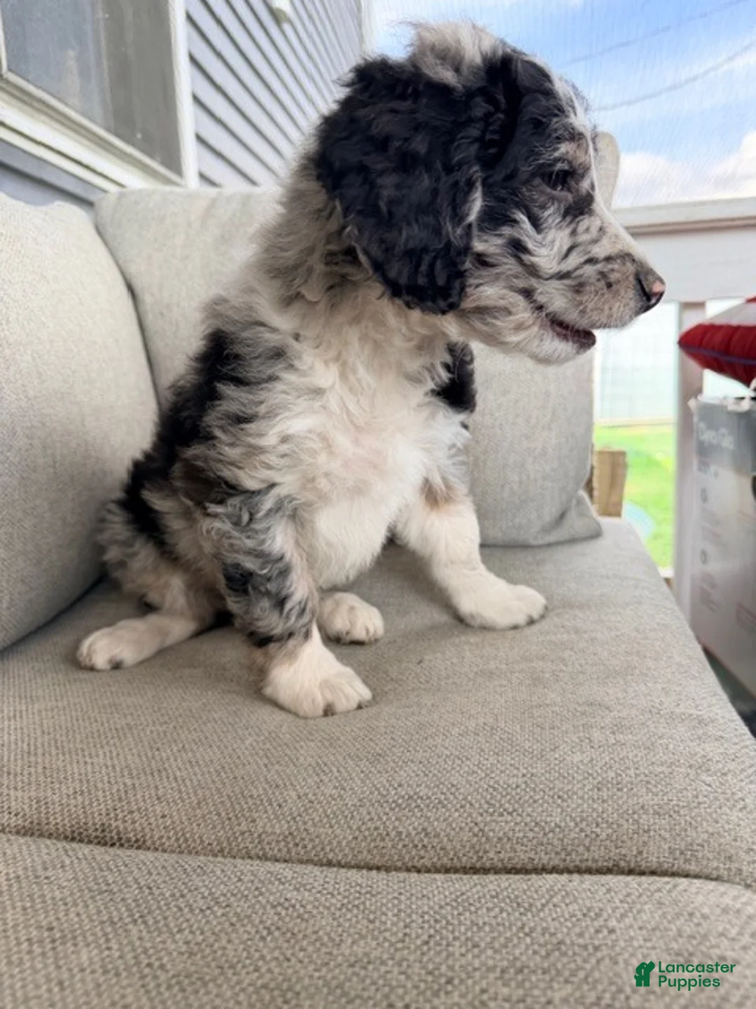 Mixed Breed dogs for sale: Boone - Ad 2