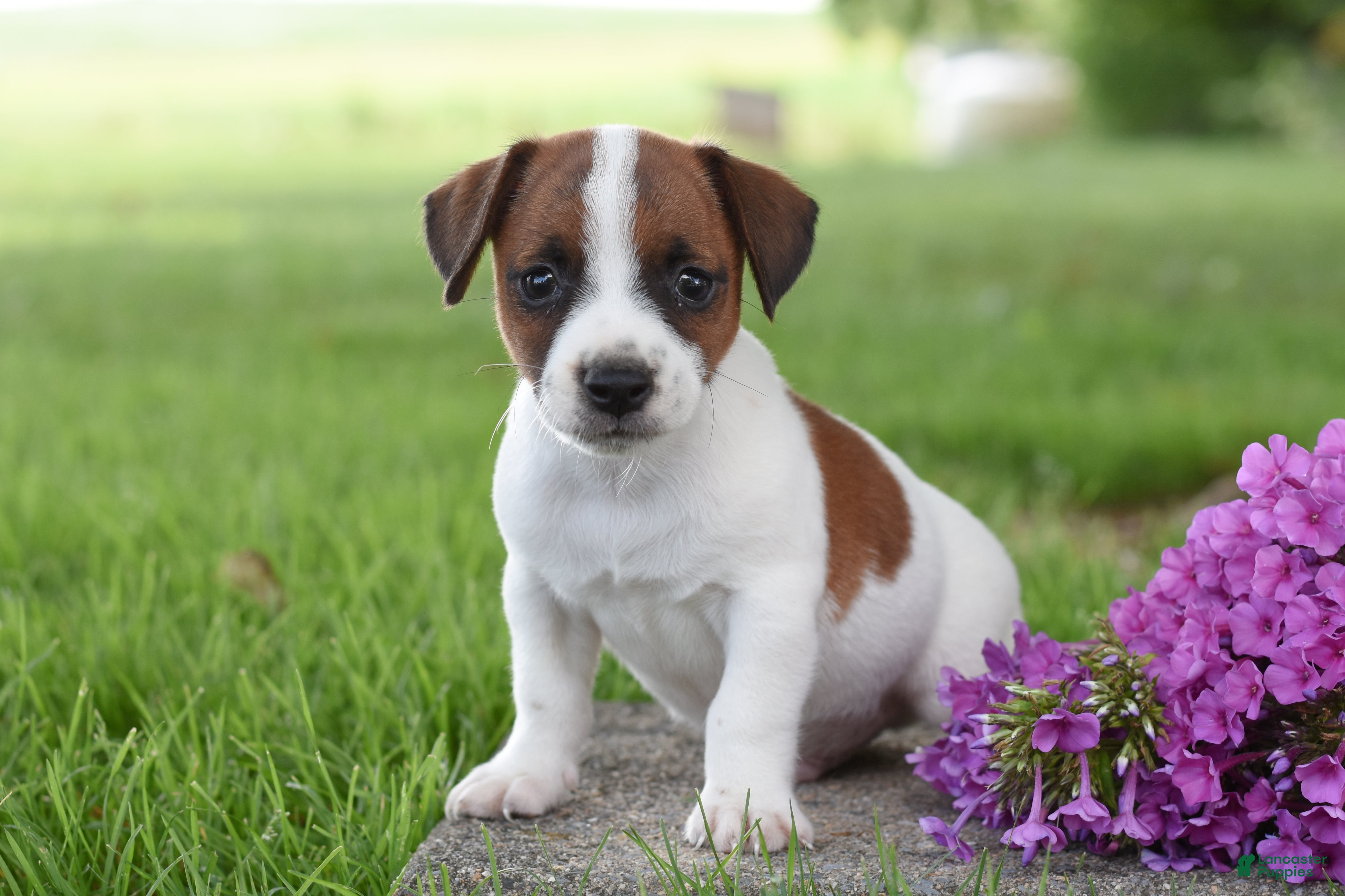 Jack Russell Terrier dogs Lincoln - Ad 2
