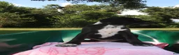 Mixed Breed dogs for sale: Mystic - Ad 3