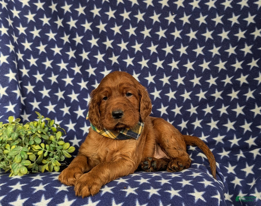 Irish Setter dogs for sale: Chase - Ad 7