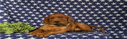 Irish Setter dogs for sale: Chase - Ad 7