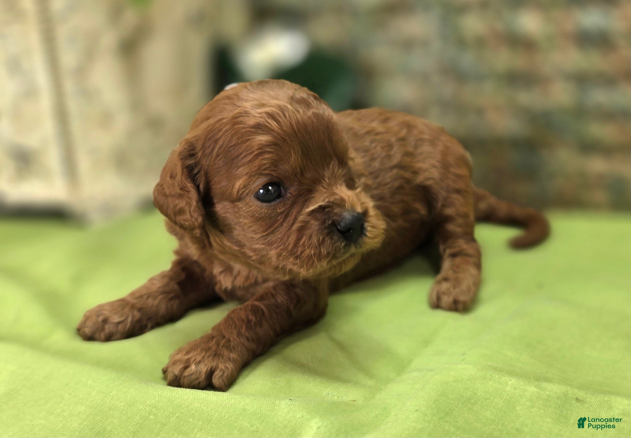 Cavapoo dogs Katydid - Ad 15