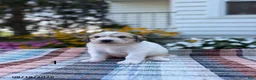 Great Pyrenees dogs for sale: Rhonda - Ad 7