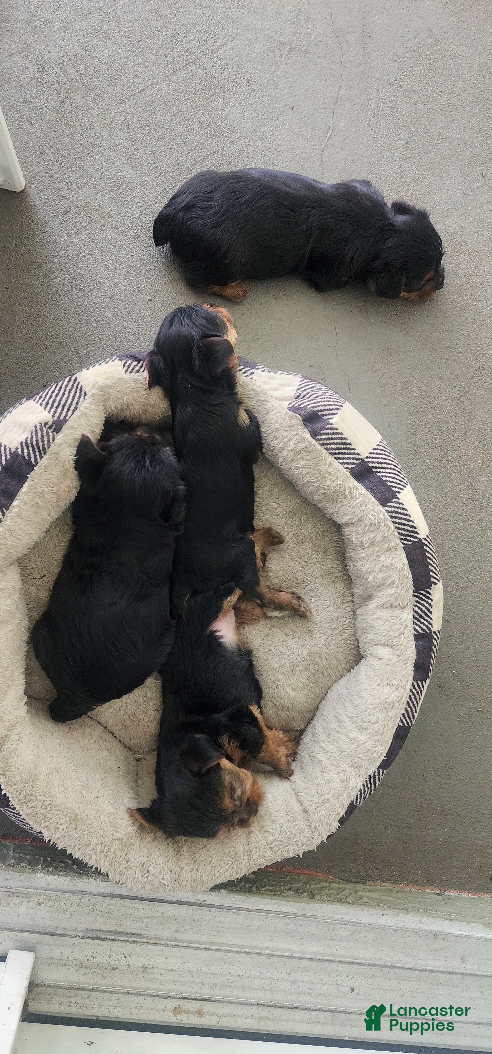 Yorkshire Terrier (Yorkshire Terrier, Female) in Hudson, FL