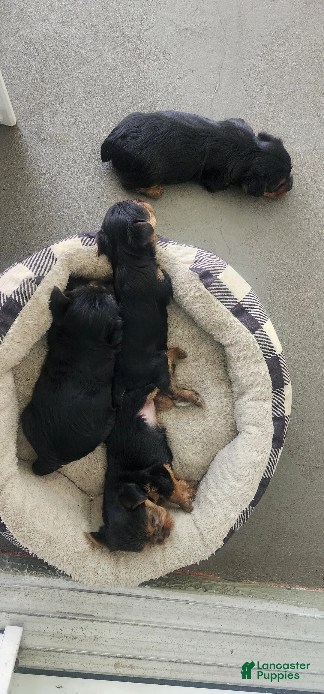 Yorkshire Terrier dogs for sale: Yorkshire Terrier 4 - Ad 1