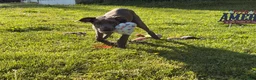 Great Dane dogs for sale: Emma  - Ad 6
