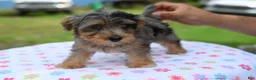 Yorkiepoo dogs for sale: Sapphire blue eyes  - Ad 6