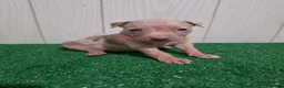American Bully dogs for sale: American Bully XL Puppy 9 (Light Pink Collar) - Ad 2