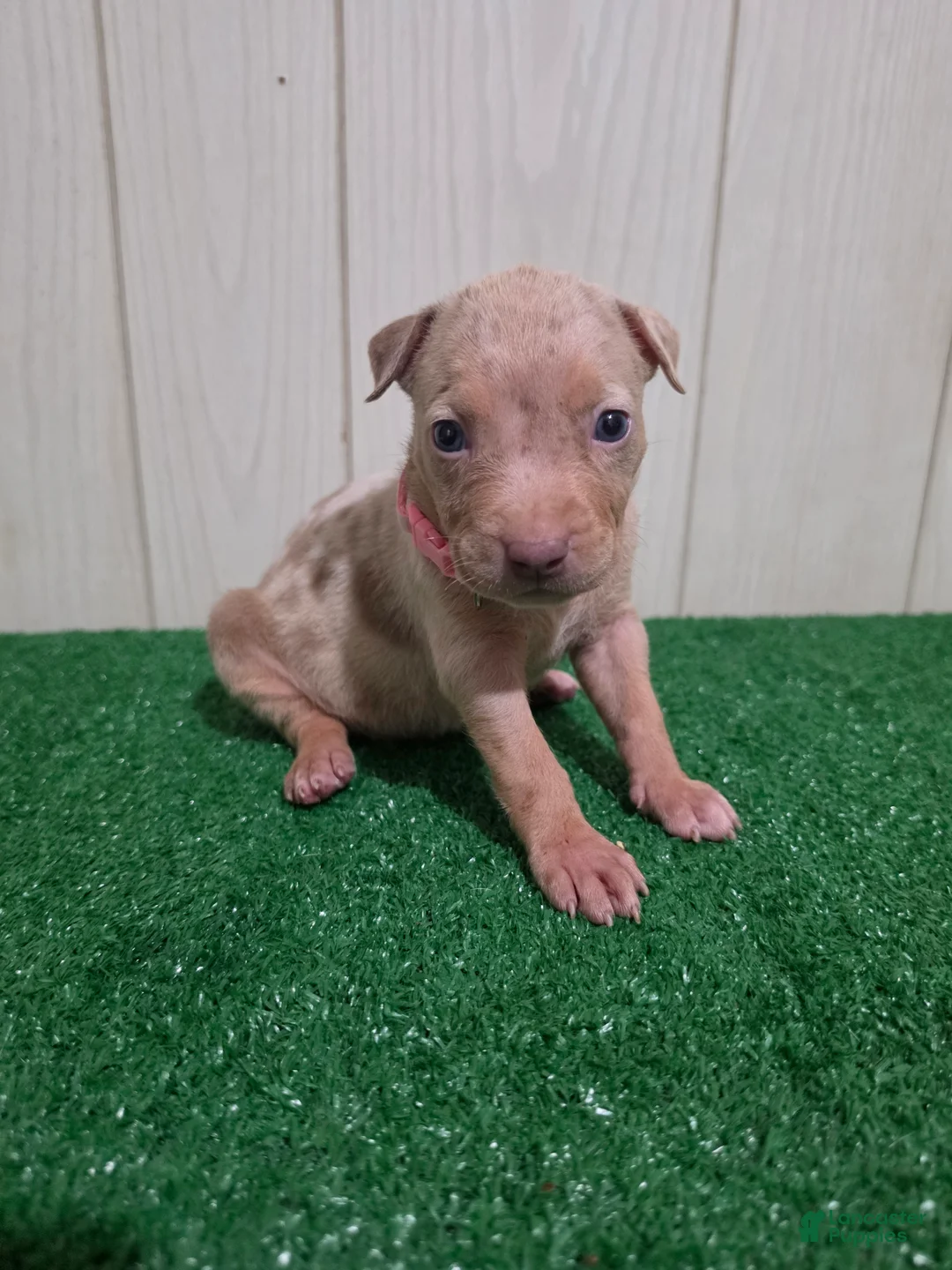 American Bully dogs for sale: American Bully XL Puppy 9 (Light Pink Collar) - Ad 2